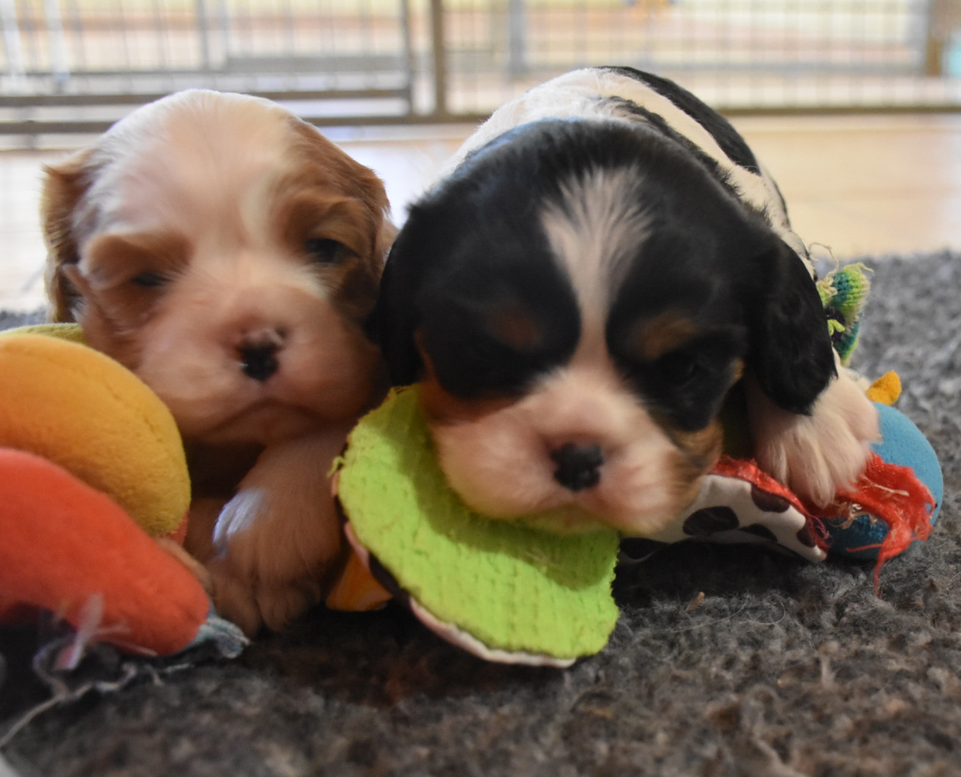 De la combe berail - Chiots disponibles - Cavalier King Charles Spaniel