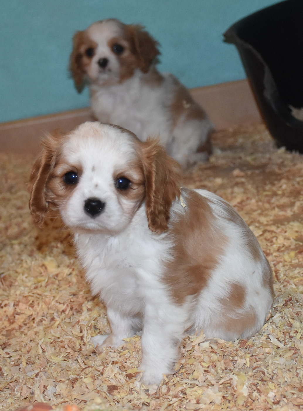 De la combe berail - Chiots disponibles - Cavalier King Charles Spaniel