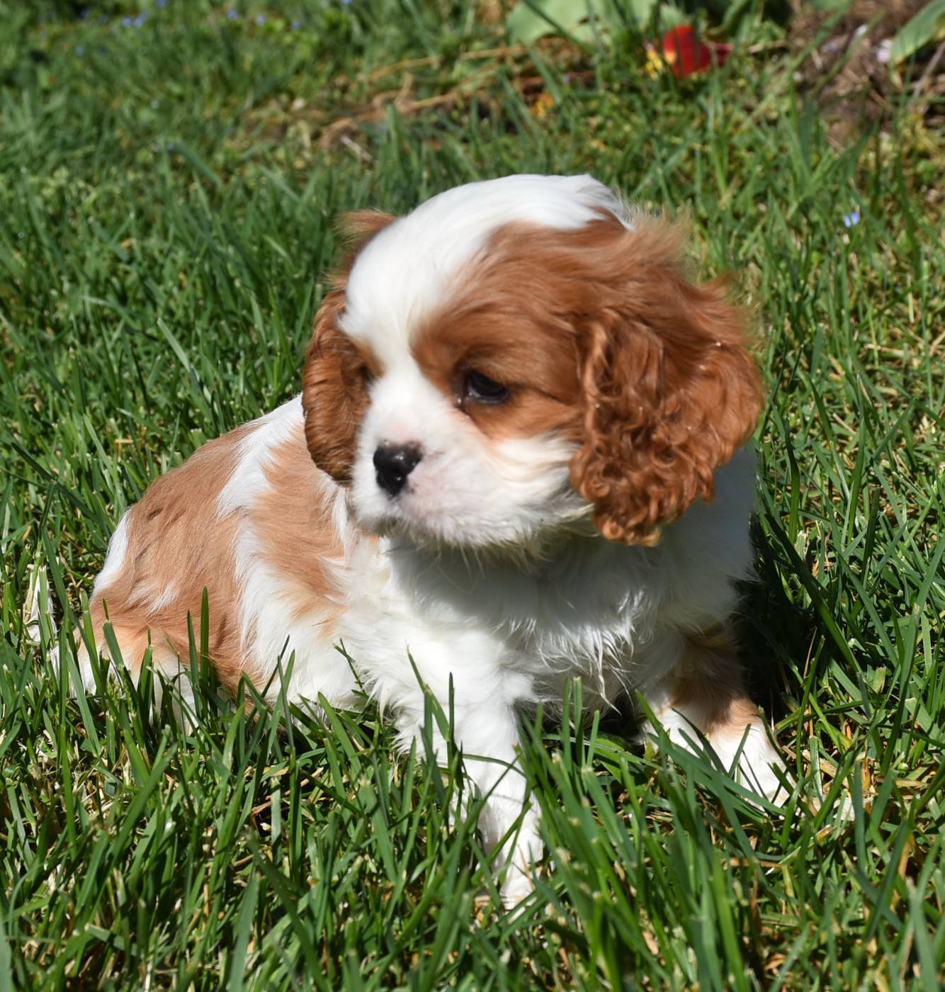 De la combe berail - Chiots disponibles - Cavalier King Charles Spaniel