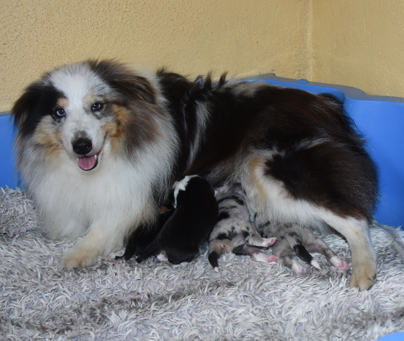 Chiot Shetland Sheepdog De la combe berail