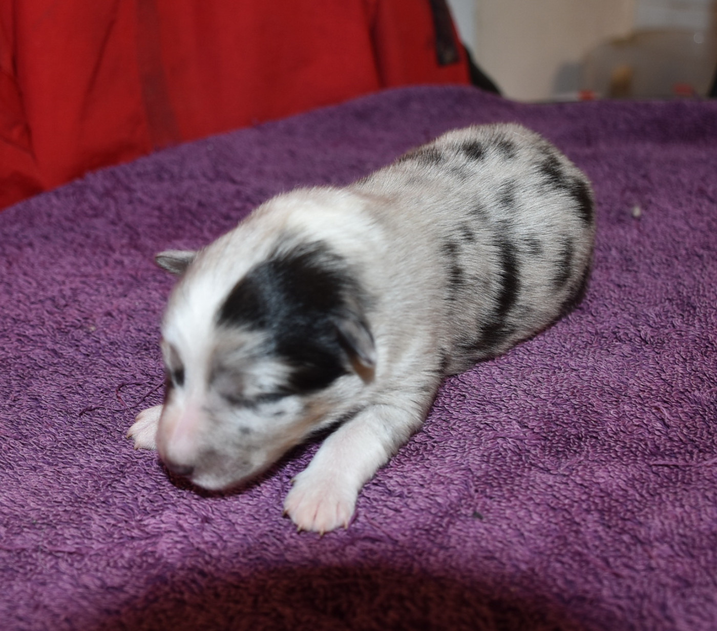 De la combe berail - Chiots disponibles - Shetland Sheepdog