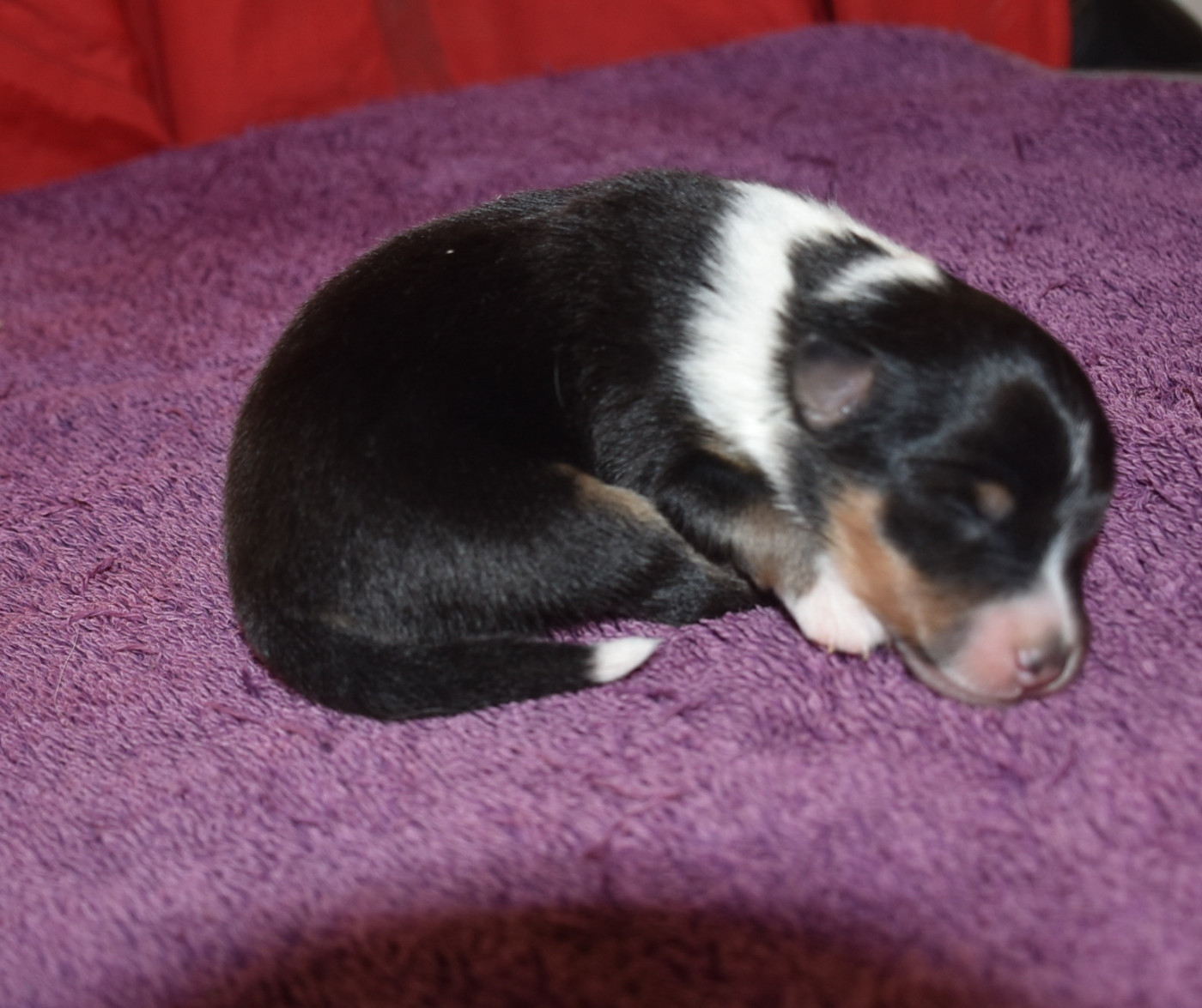 De la combe berail - Chiots disponibles - Shetland Sheepdog