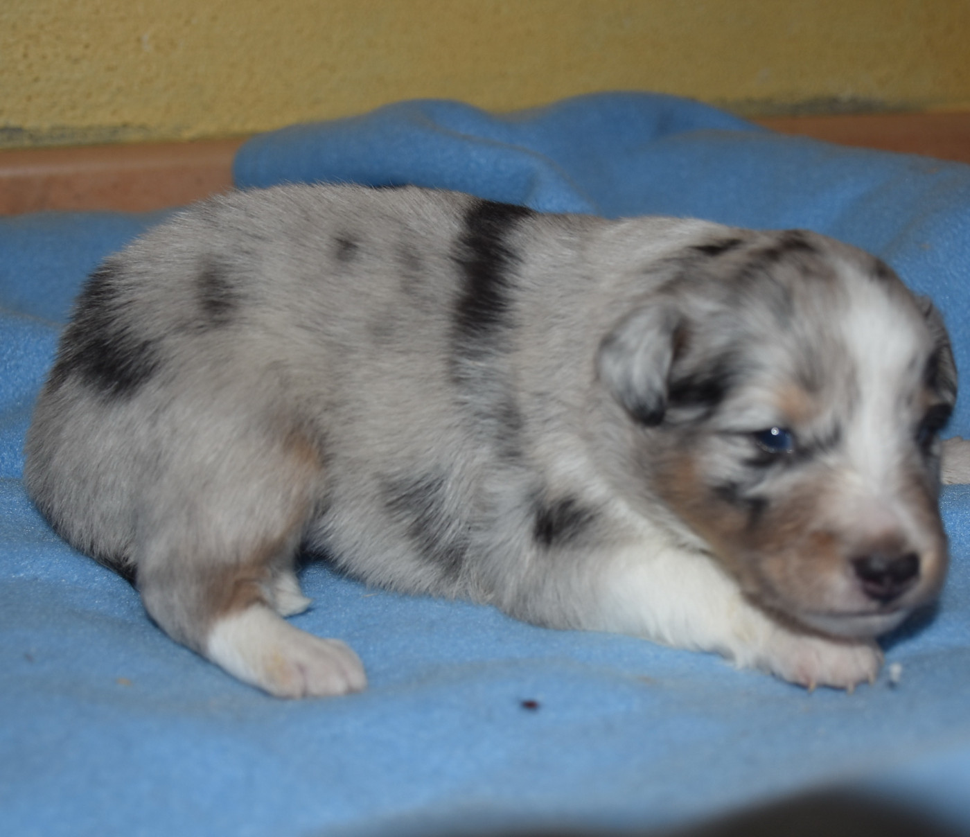De la combe berail - Chiots disponibles - Shetland Sheepdog