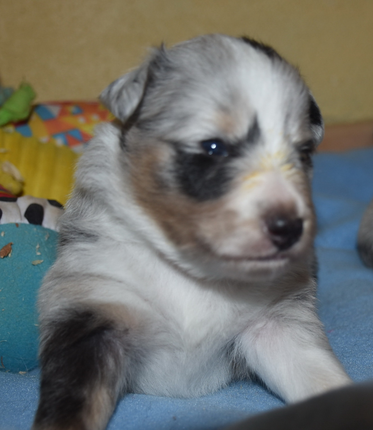 De la combe berail - Chiots disponibles - Shetland Sheepdog