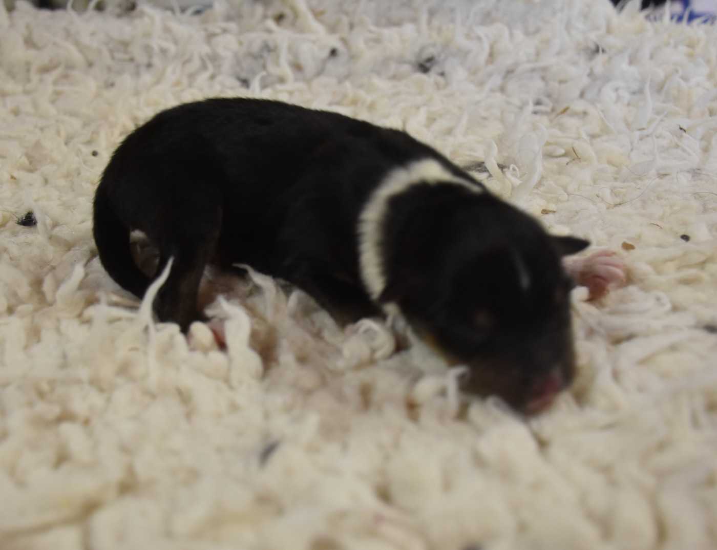 De la combe berail - Chiots disponibles - Shetland Sheepdog