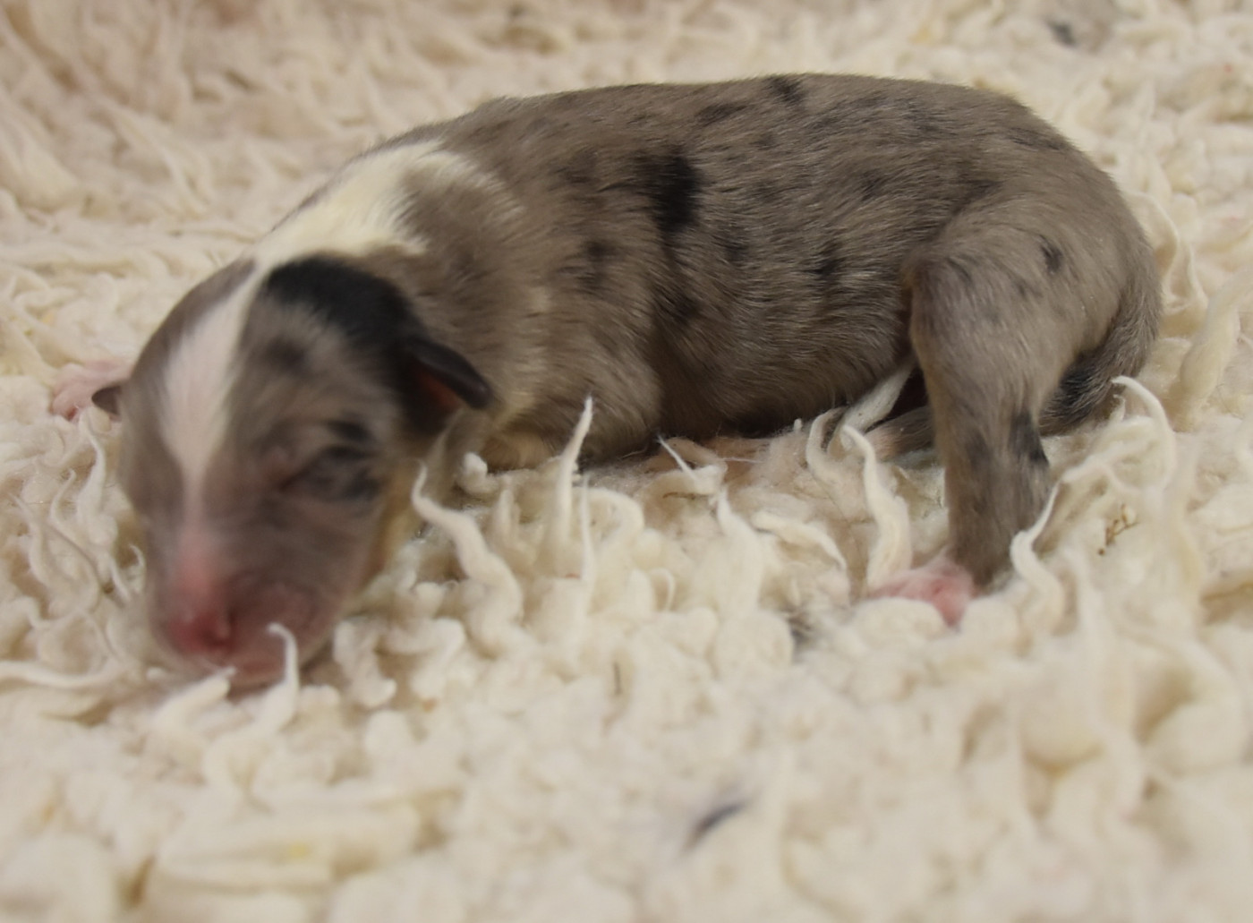 De la combe berail - Chiots disponibles - Shetland Sheepdog