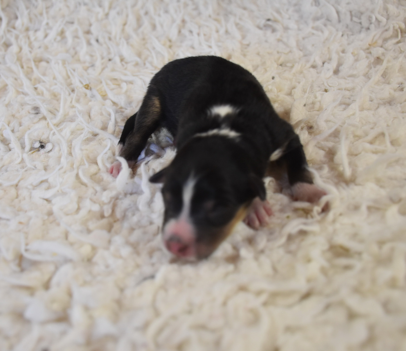De la combe berail - Chiots disponibles - Shetland Sheepdog