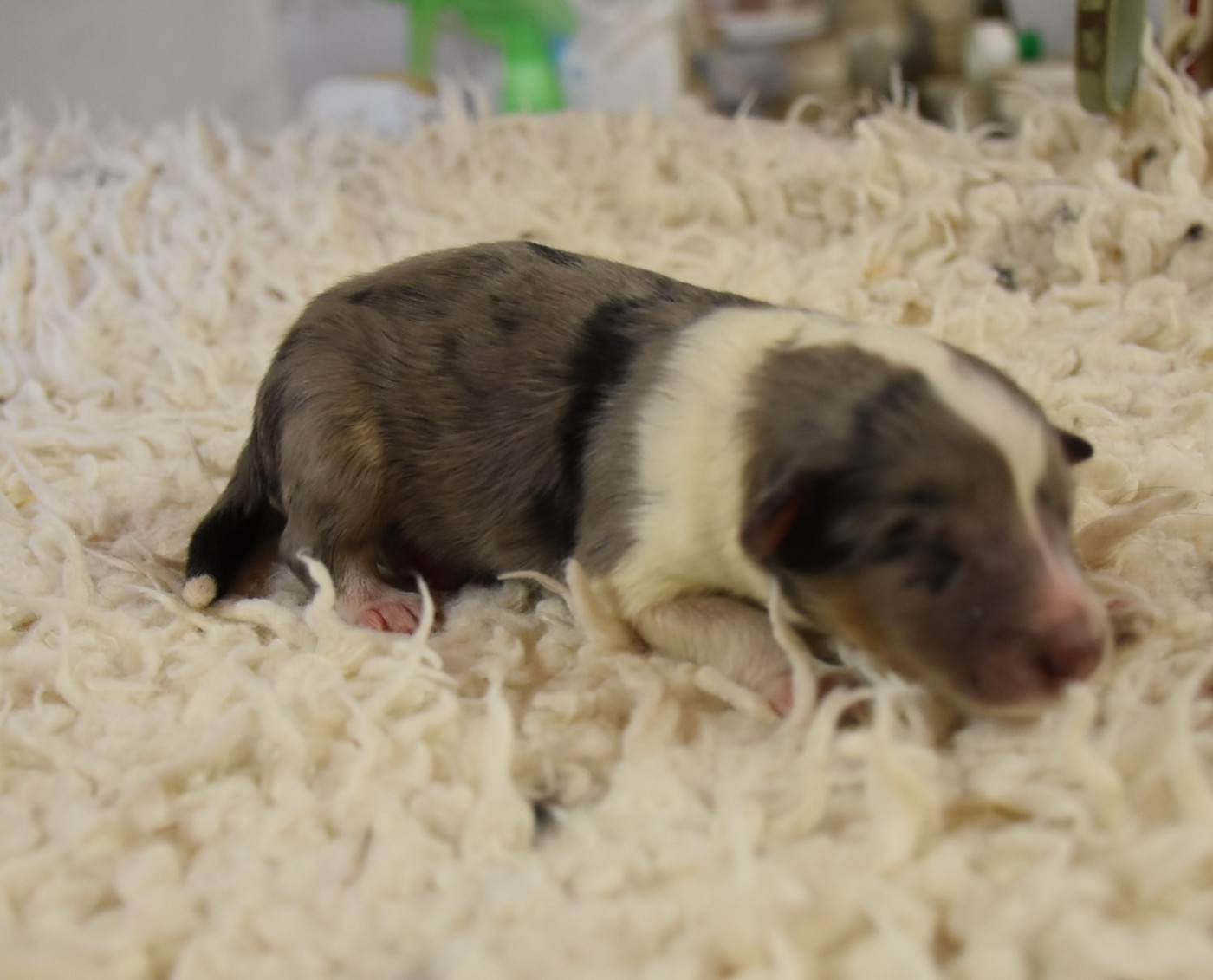 De la combe berail - Chiots disponibles - Shetland Sheepdog