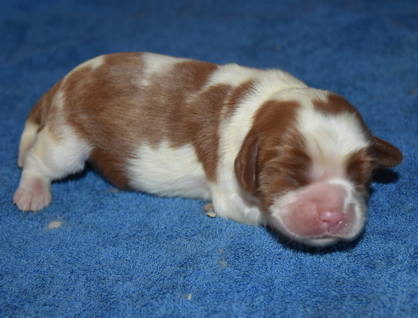 De la combe berail - Chiots disponibles - Cavalier King Charles Spaniel