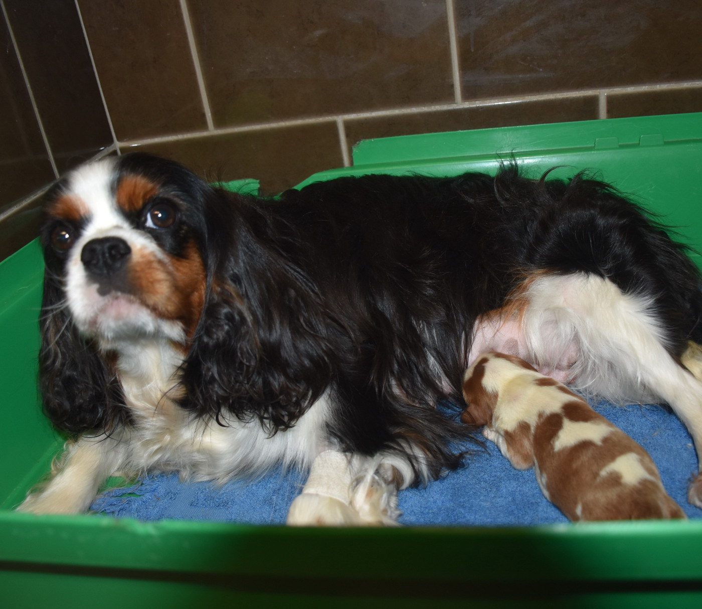 Chiot Cavalier King Charles Spaniel De la combe berail
