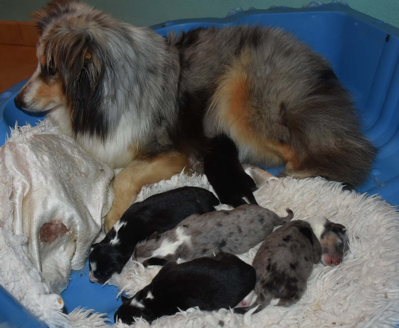 Chiot Shetland Sheepdog De la combe berail