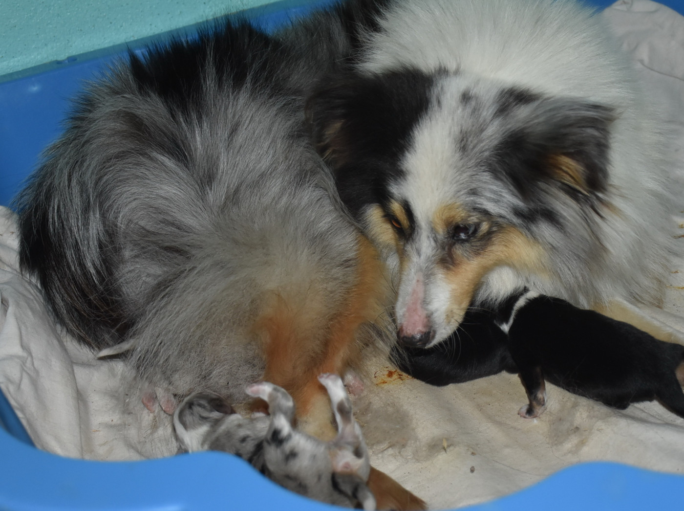 De la combe berail - Shetland Sheepdog - Portée née le 11/06/2026