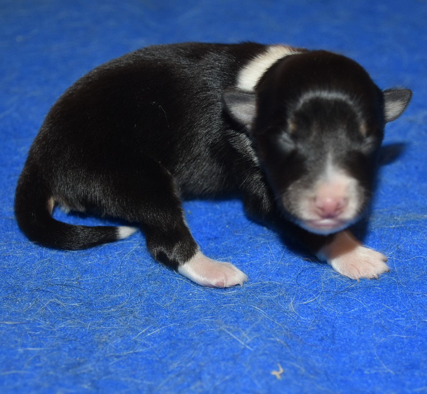 De la combe berail - Chiots disponibles - Shetland Sheepdog