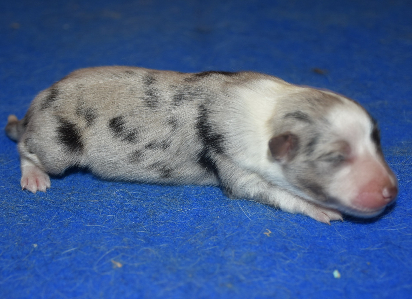 De la combe berail - Chiots disponibles - Shetland Sheepdog