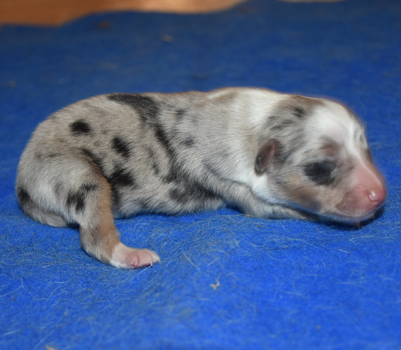 De la combe berail - Chiots disponibles - Shetland Sheepdog