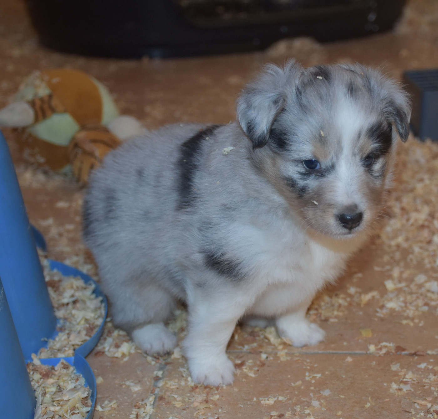De la combe berail - Chiots disponibles - Shetland Sheepdog