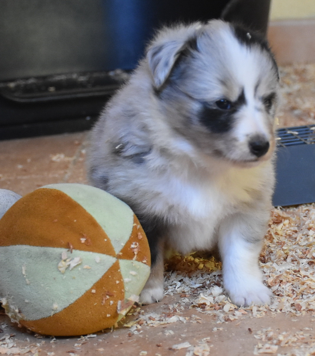 De la combe berail - Chiots disponibles - Shetland Sheepdog