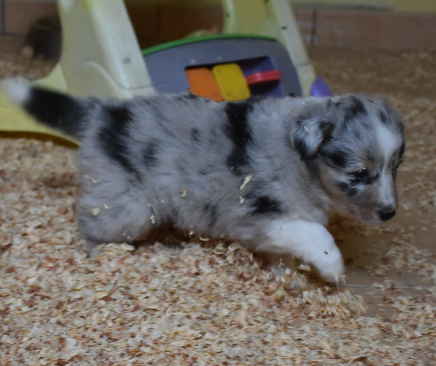 De la combe berail - Chiots disponibles - Shetland Sheepdog