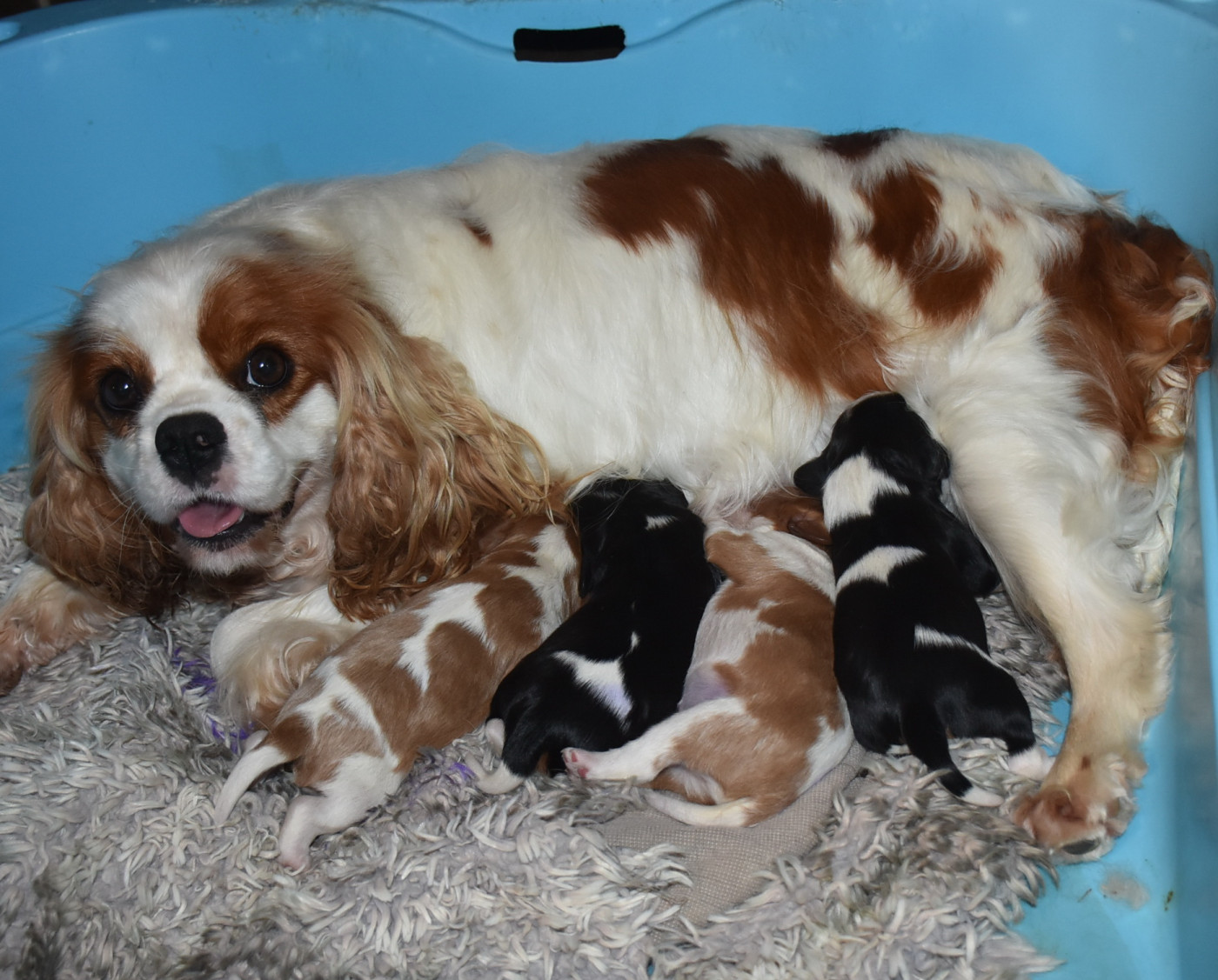 Chiot Cavalier King Charles Spaniel De la combe berail
