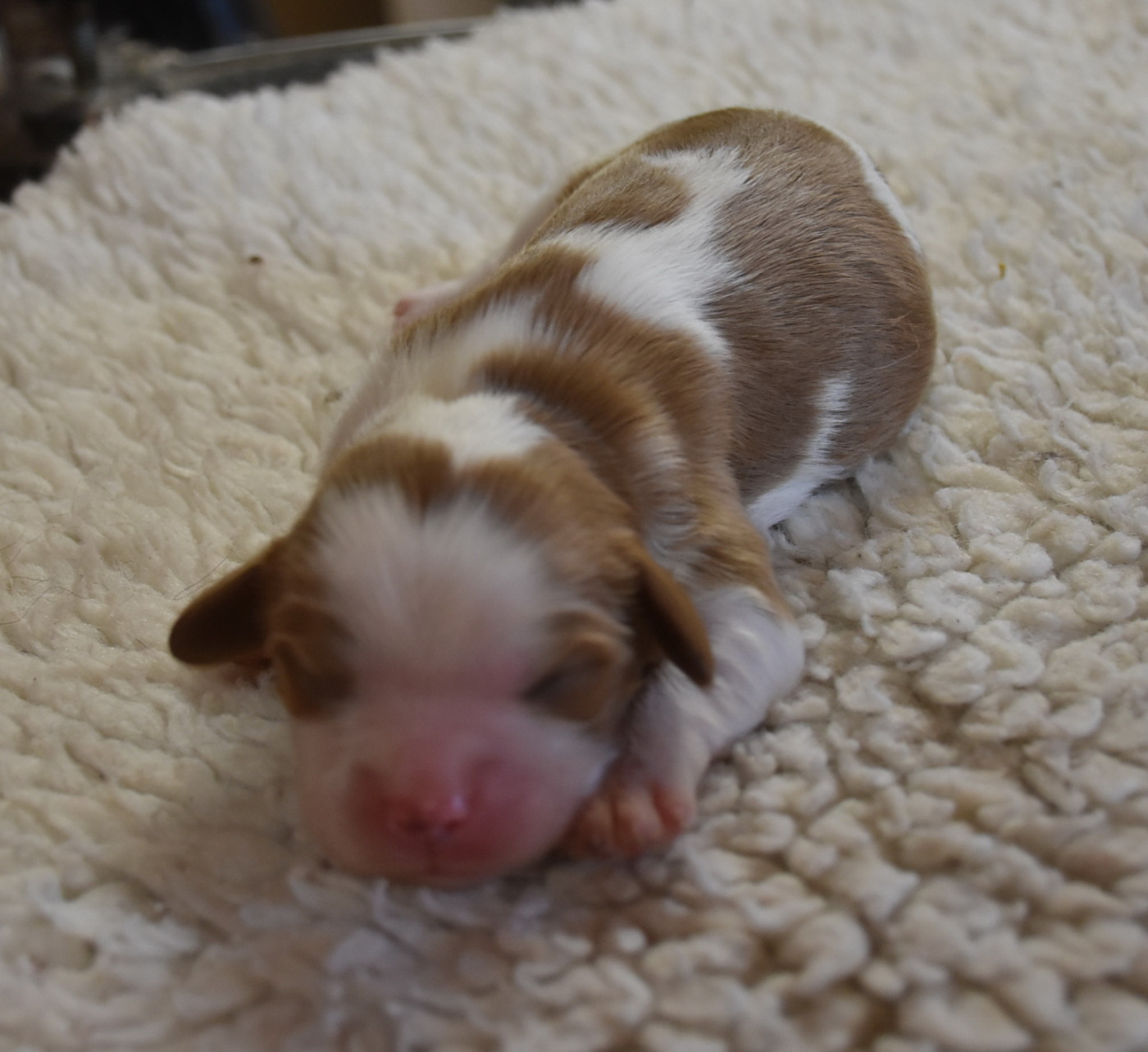 De la combe berail - Chiots disponibles - Cavalier King Charles Spaniel