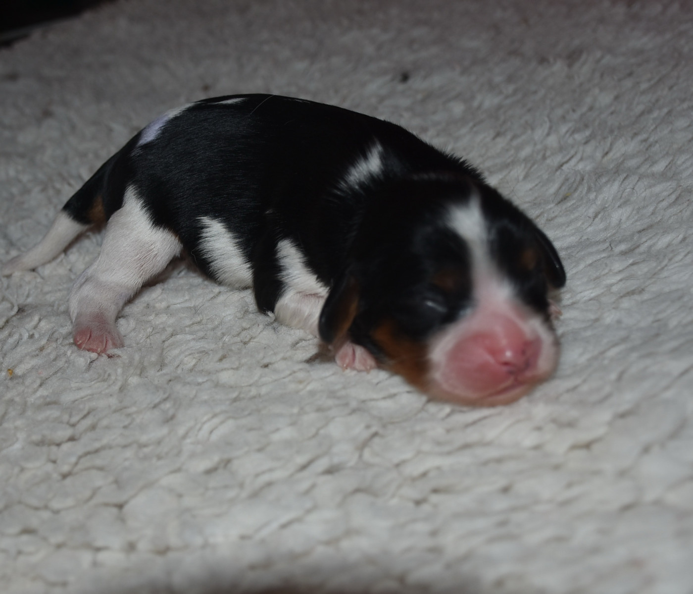 De la combe berail - Chiots disponibles - Cavalier King Charles Spaniel