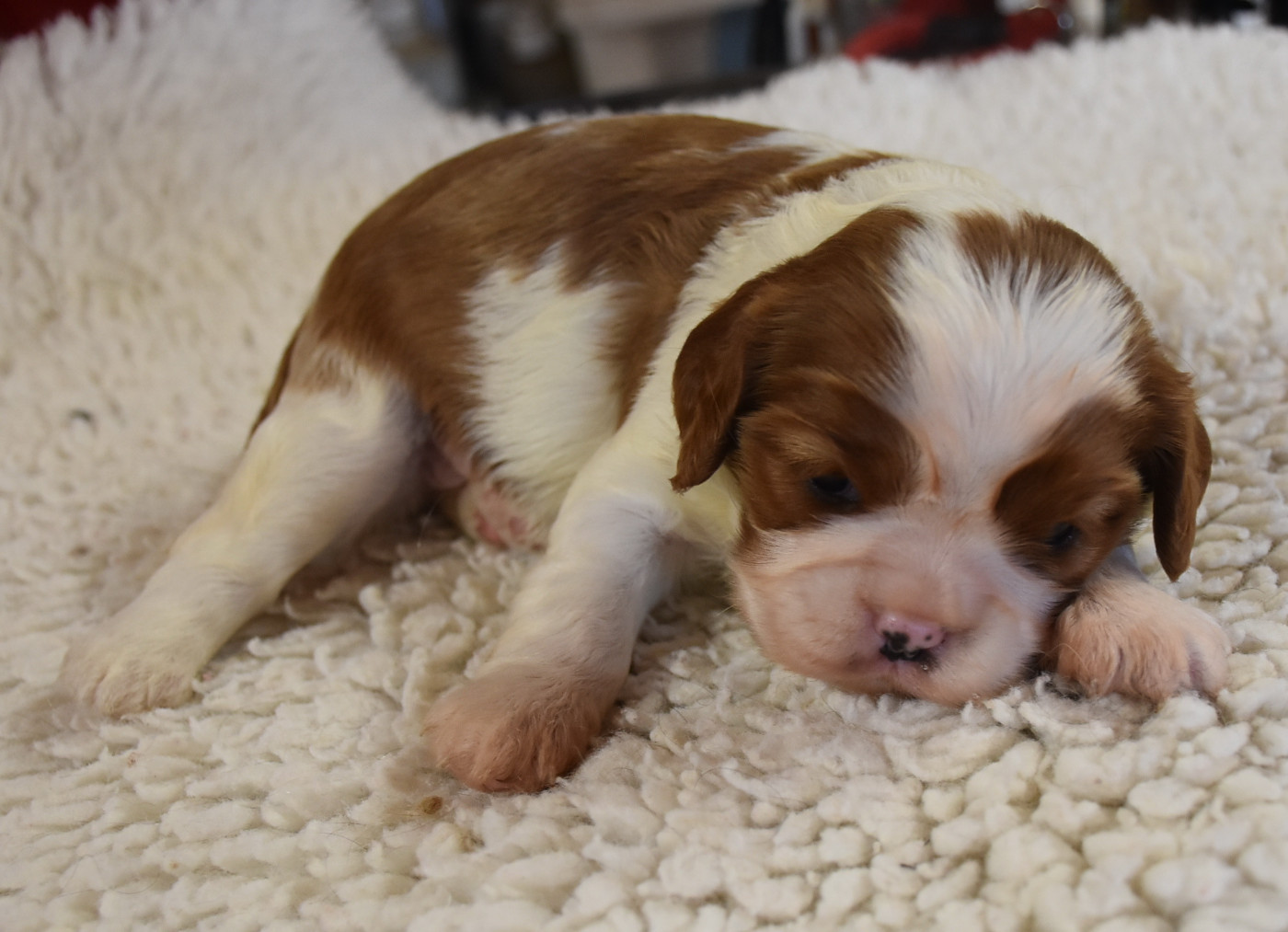 De la combe berail - Chiots disponibles - Cavalier King Charles Spaniel