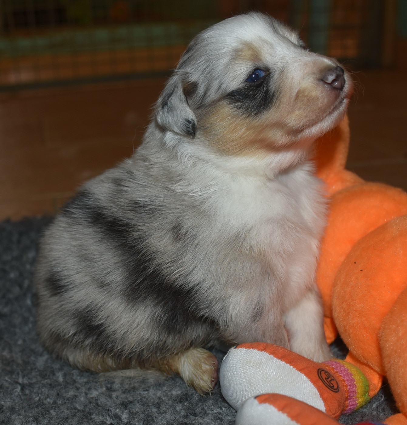 De la combe berail - Chiots disponibles - Shetland Sheepdog