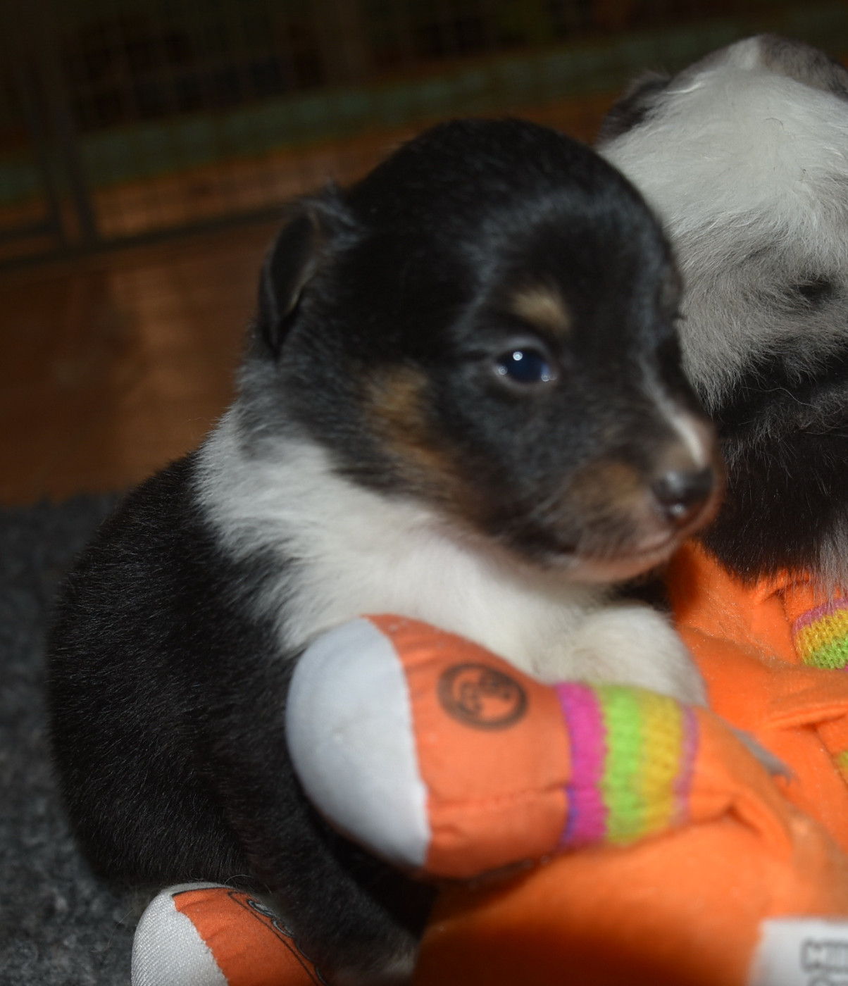 De la combe berail - Chiots disponibles - Shetland Sheepdog