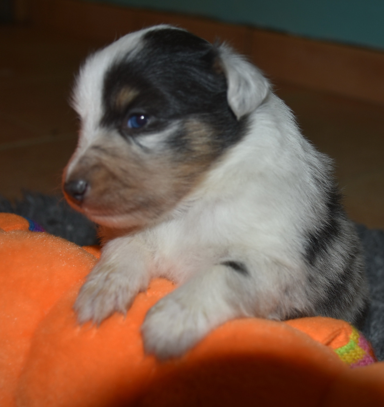 De la combe berail - Chiots disponibles - Shetland Sheepdog