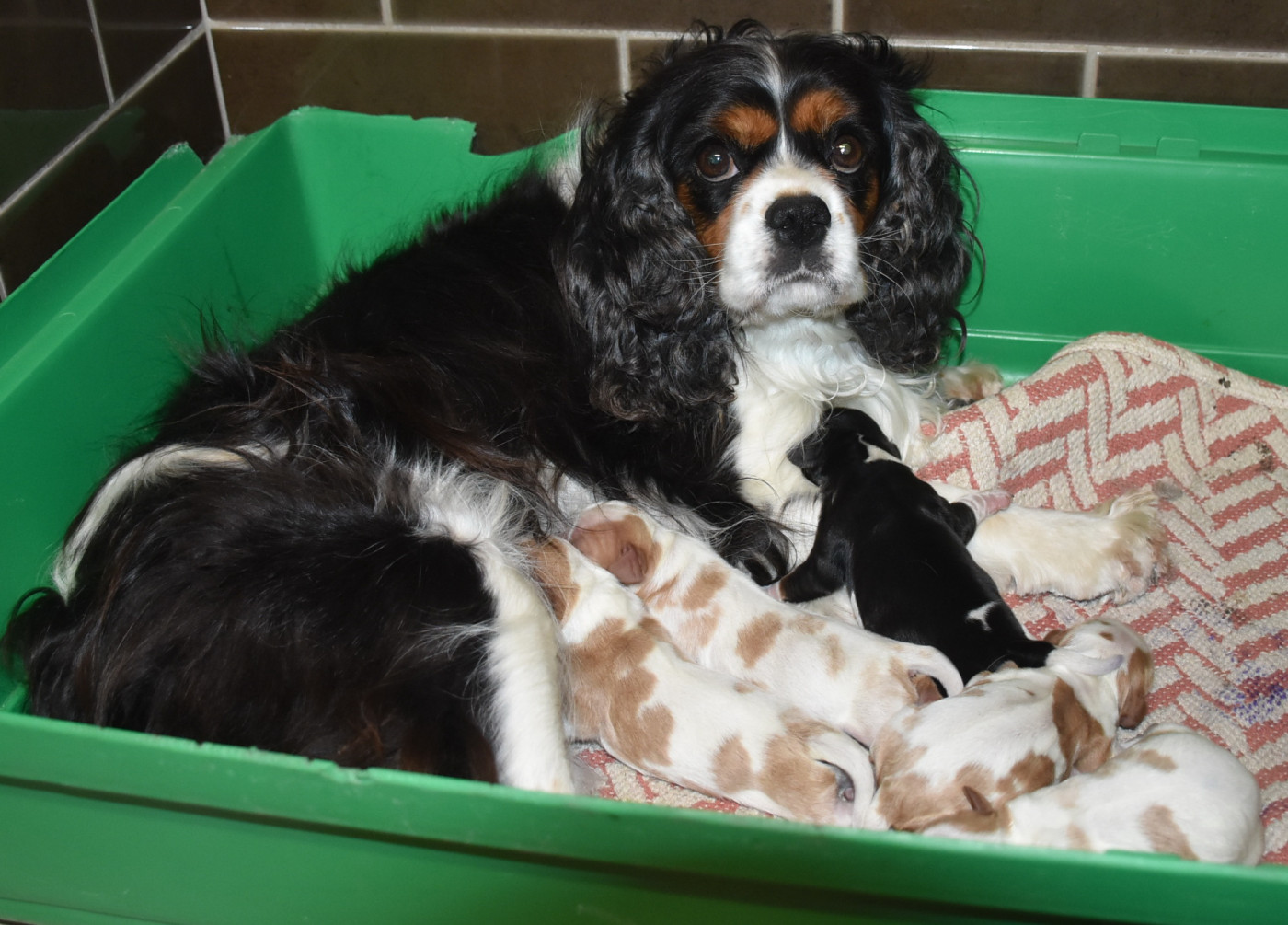 Chiot Cavalier King Charles Spaniel De la combe berail