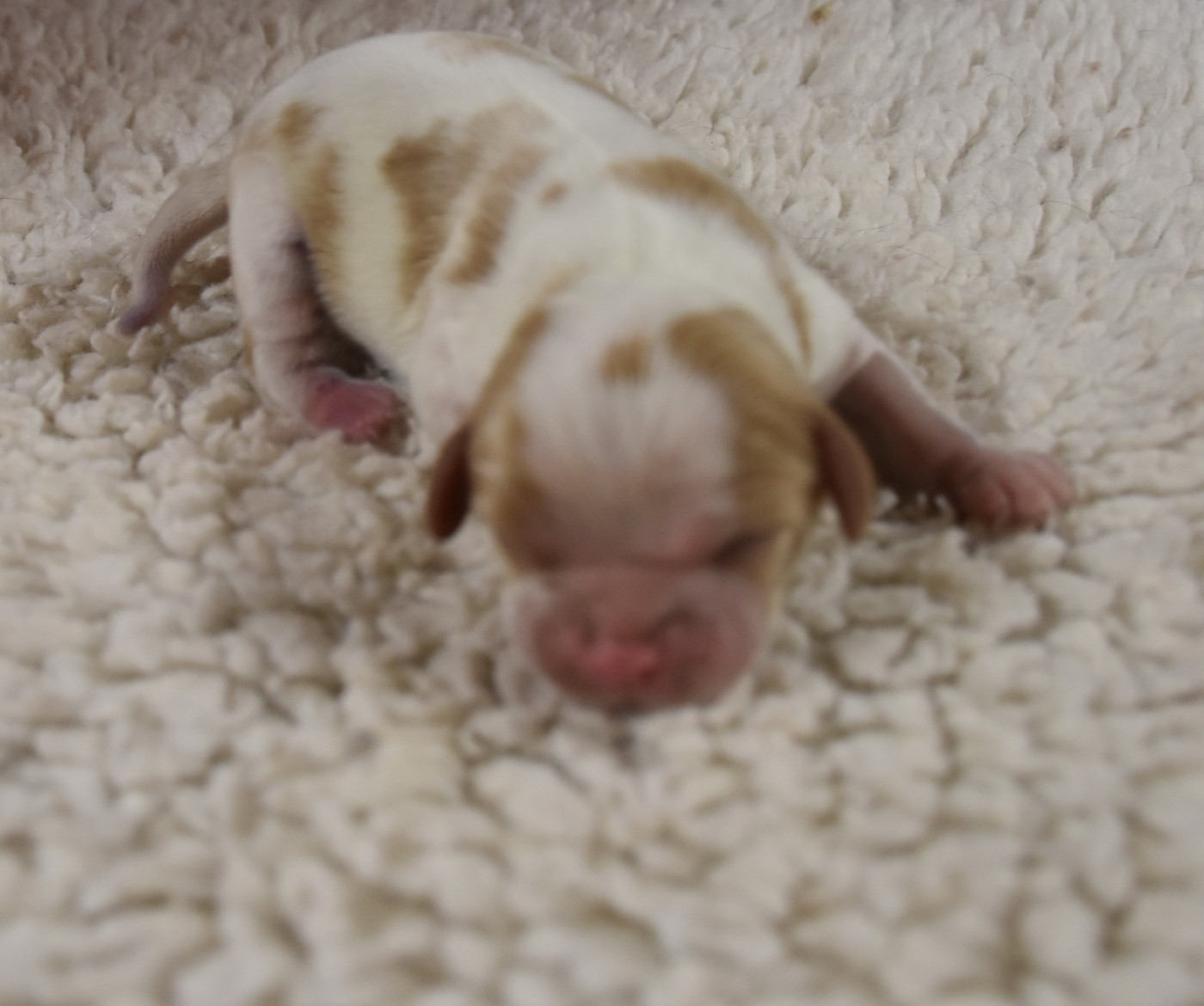 De la combe berail - Chiots disponibles - Cavalier King Charles Spaniel