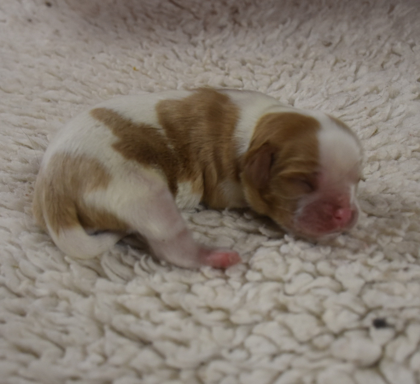 De la combe berail - Chiots disponibles - Cavalier King Charles Spaniel