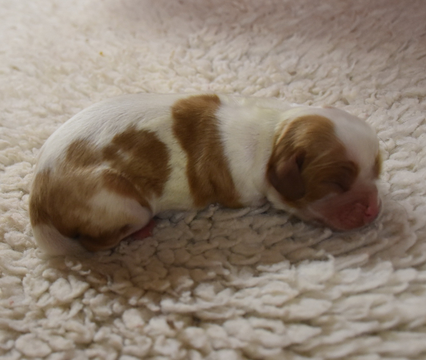 De la combe berail - Chiots disponibles - Cavalier King Charles Spaniel