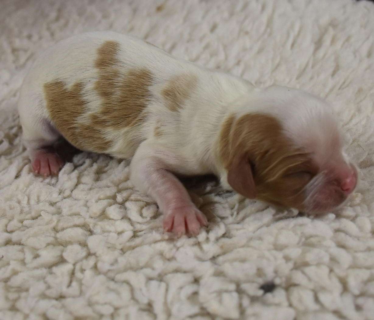 De la combe berail - Chiots disponibles - Cavalier King Charles Spaniel