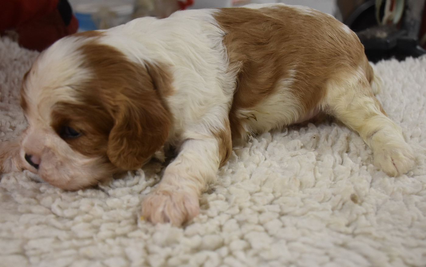 De la combe berail - Chiots disponibles - Cavalier King Charles Spaniel