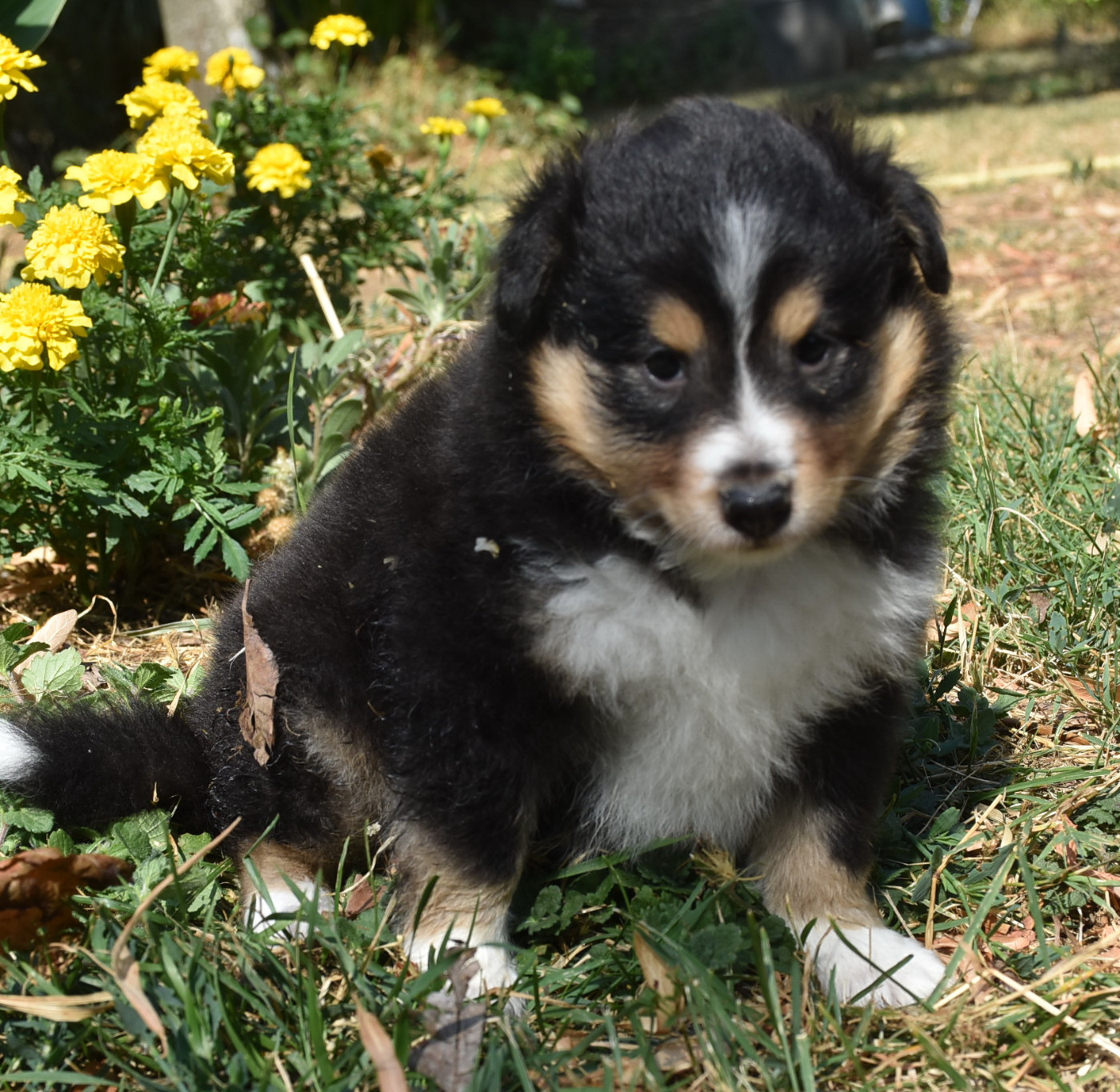 De la combe berail - Chiots disponibles - Shetland Sheepdog