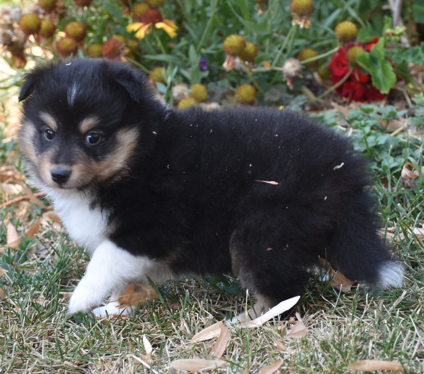 De la combe berail - Chiots disponibles - Shetland Sheepdog