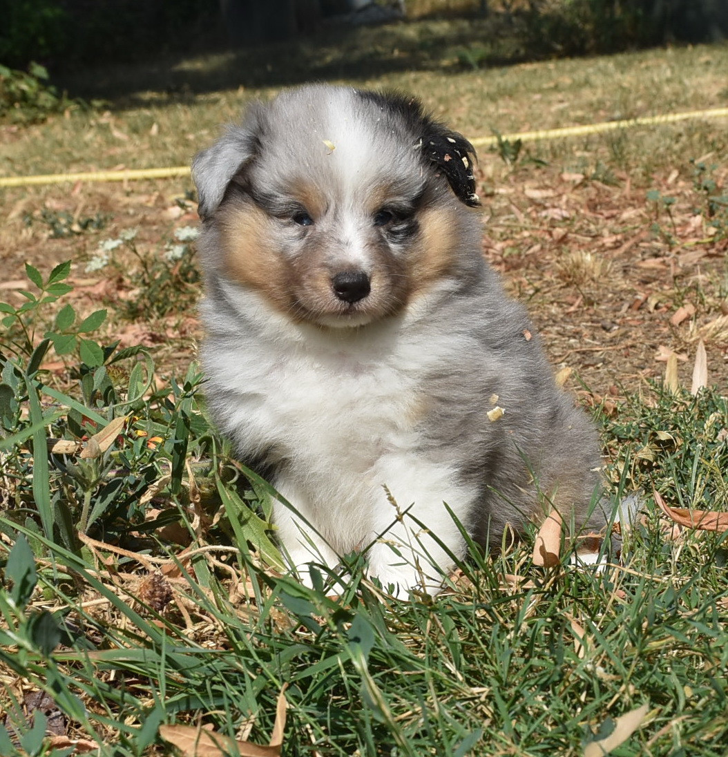 De la combe berail - Chiots disponibles - Shetland Sheepdog