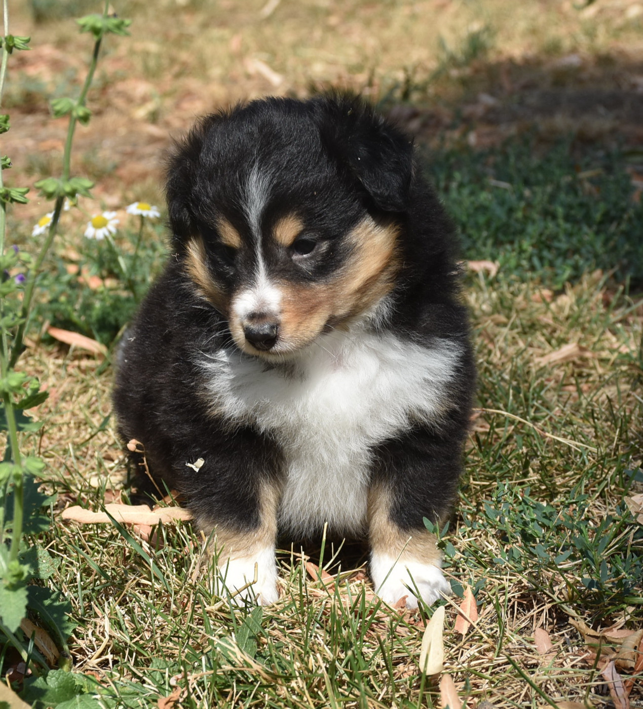 De la combe berail - Chiots disponibles - Shetland Sheepdog