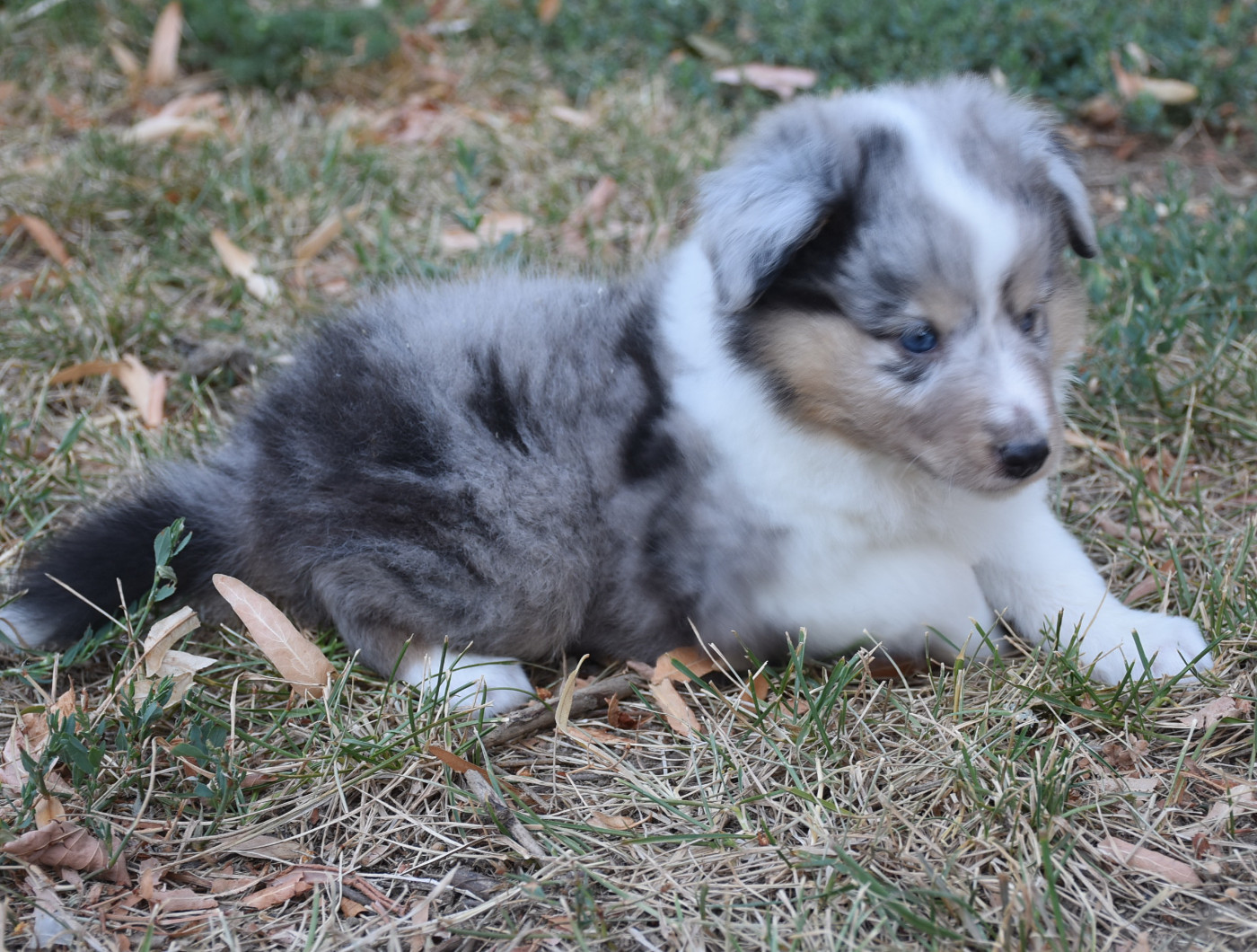 De la combe berail - Chiots disponibles - Shetland Sheepdog