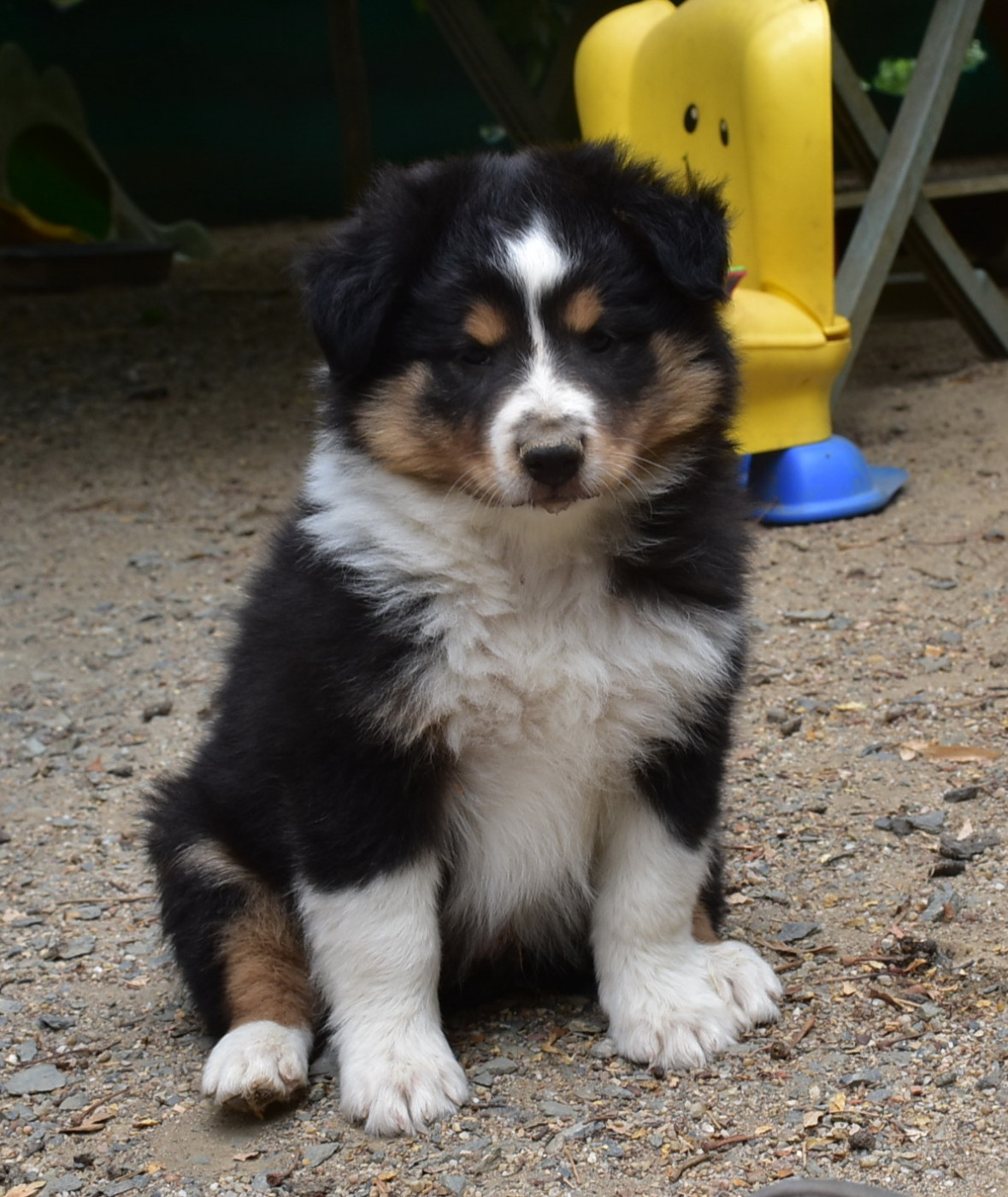 De la combe berail - Chiots disponibles - Shetland Sheepdog