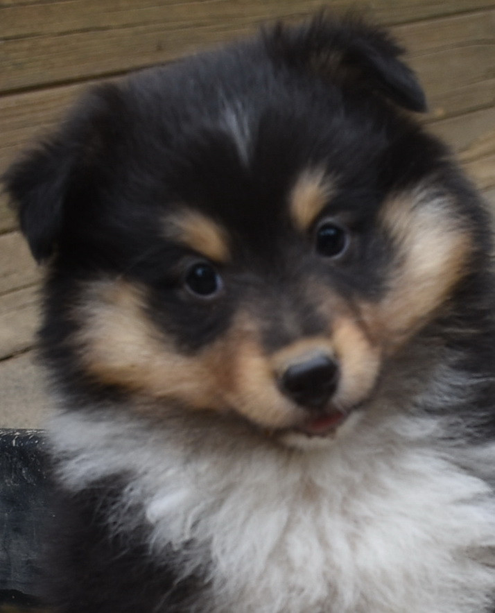 De la combe berail - Chiots disponibles - Shetland Sheepdog