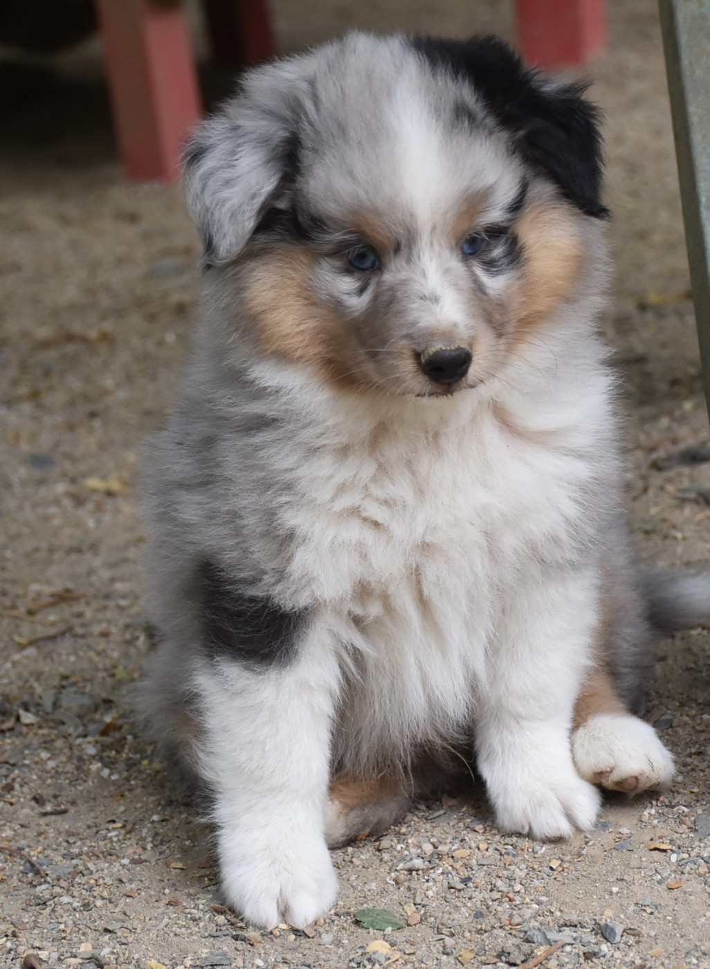 De la combe berail - Chiots disponibles - Shetland Sheepdog