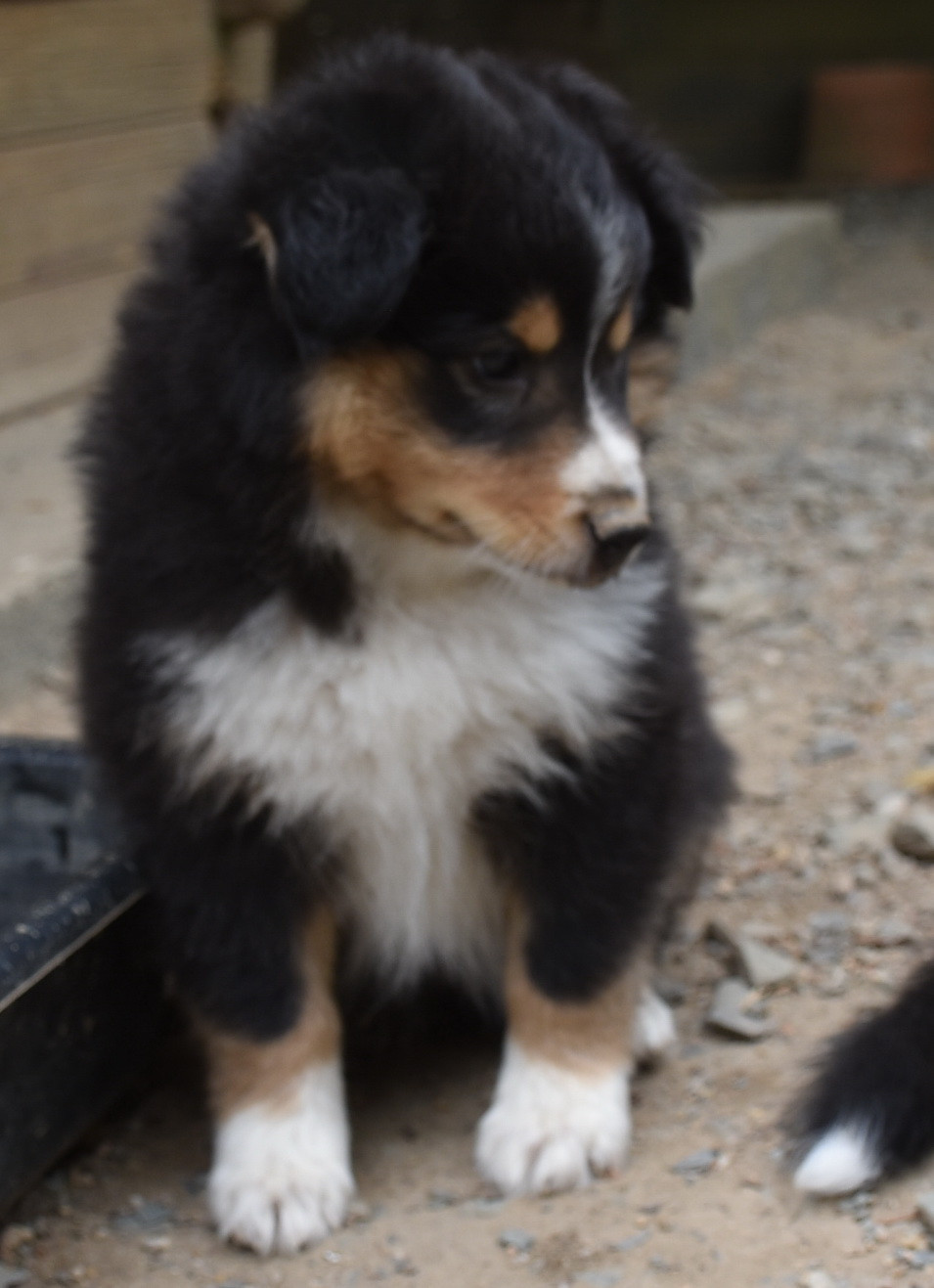 De la combe berail - Chiots disponibles - Shetland Sheepdog