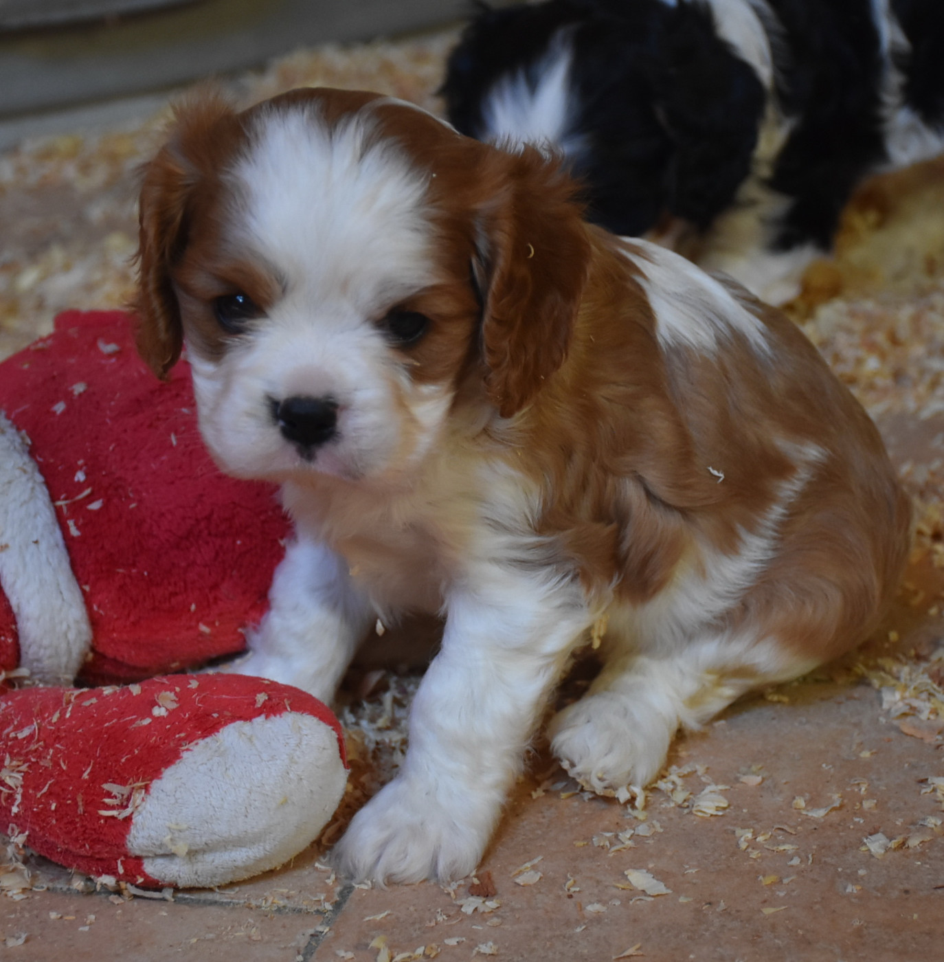 De la combe berail - Chiots disponibles - Cavalier King Charles Spaniel