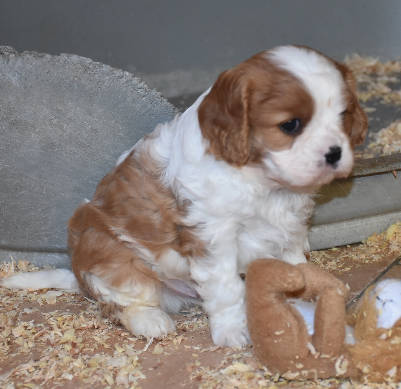 De la combe berail - Chiots disponibles - Cavalier King Charles Spaniel