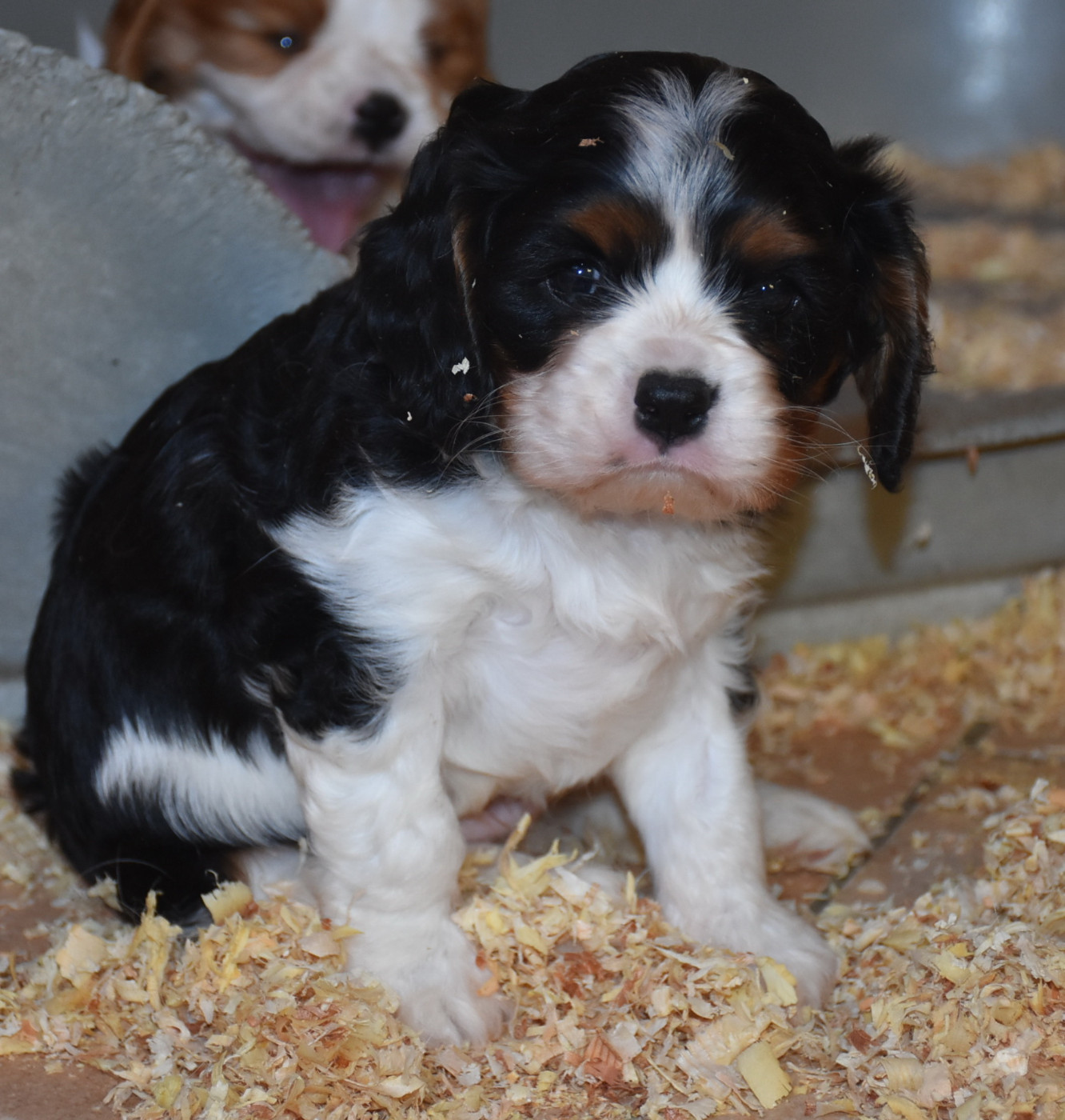 De la combe berail - Chiots disponibles - Cavalier King Charles Spaniel