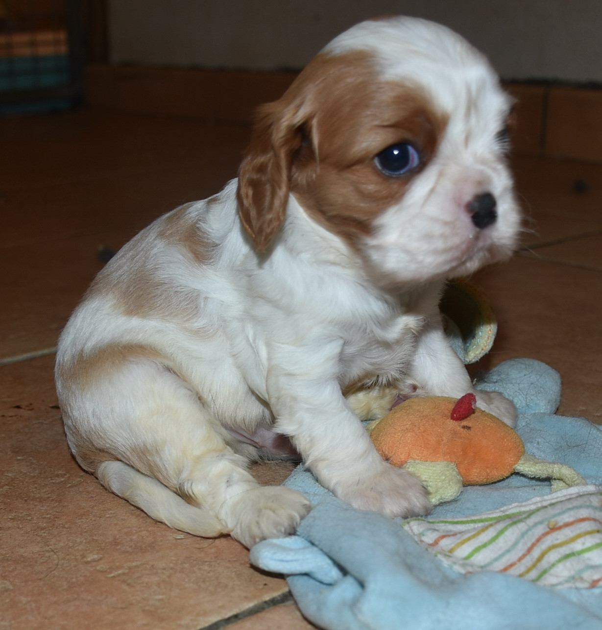 De la combe berail - Chiots disponibles - Cavalier King Charles Spaniel