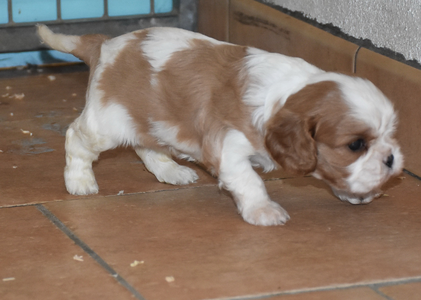 De la combe berail - Chiots disponibles - Cavalier King Charles Spaniel