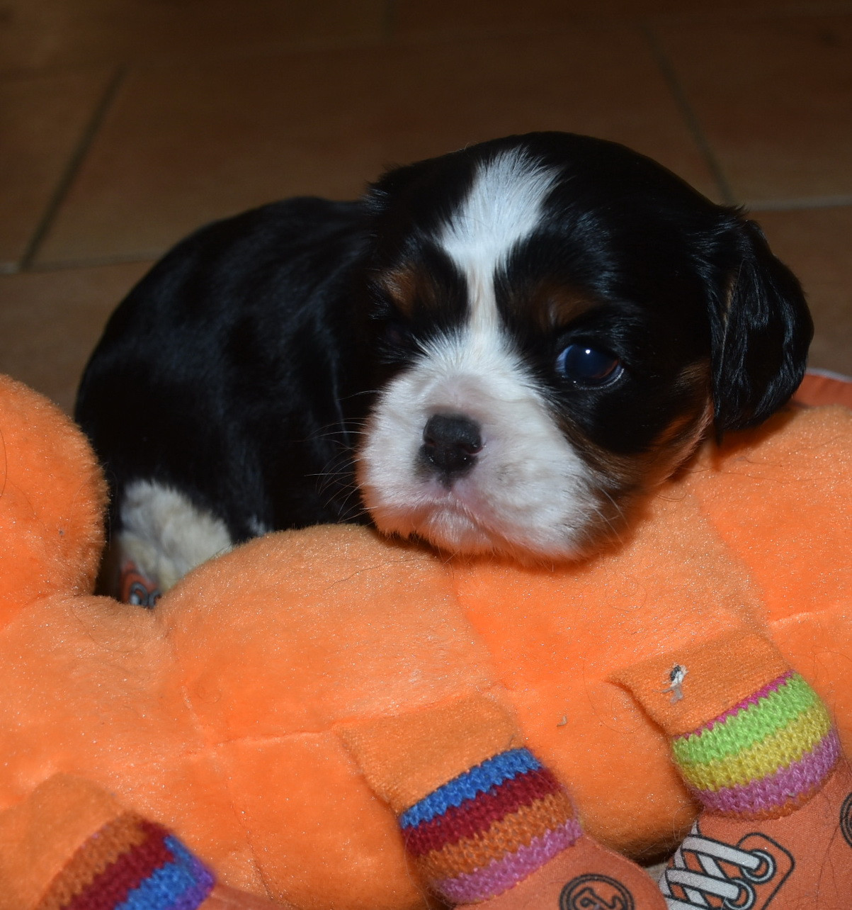 De la combe berail - Chiots disponibles - Cavalier King Charles Spaniel